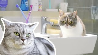 Cat Sleeping in the Sink because it's too Hot /  First Time Cats Face Each Other