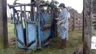 Working Cattle 5