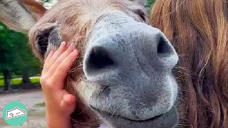 Rescues Donkeys Bond with Kids and Woman Doesn't Know Why? | Cuddle Farm