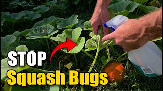 How to Stop Squash Bugs without Insecticide! - Cost Effective!