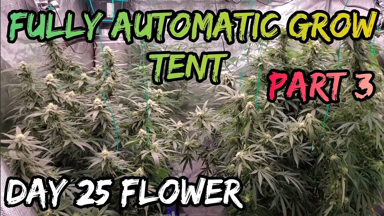 Part 3 Fully Automatic Grow Tent Update Day 25 Flower , Huge Plants Grown under the FCE-8000