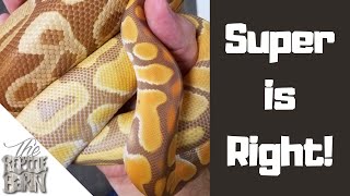 Look What Orange Dream Can Do | Ball Python Genetics
