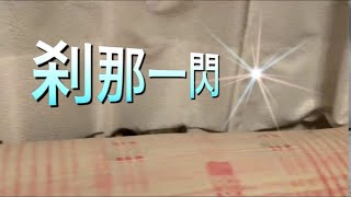 高性能ネズミ捕り機(ブラック)