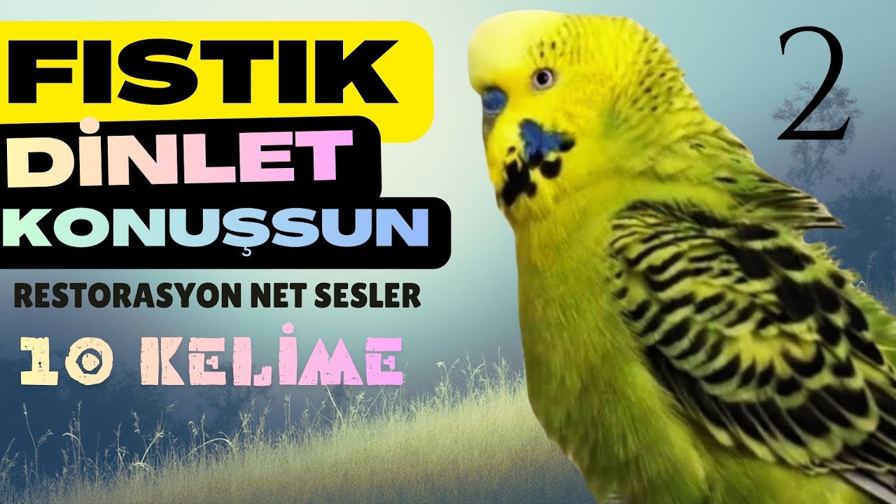 10 KELİME !! | Dinlet Konuşsun | Konuşan Muhabbet Kuşu Fıstık 2 Saat | Net Sesler Restorasyon 2