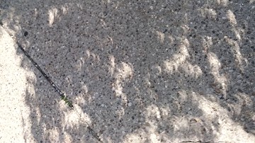 Eclipse 2017: Dappled crescent shadows