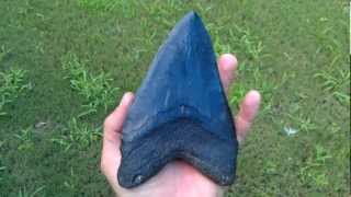 Biggest Jet Black Megalodon shark tooth - 6 1/2 inches - Megaladon sharks teeth