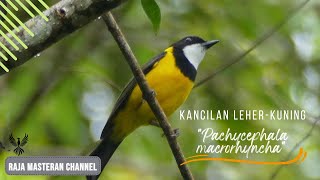 Burung Bersuara Melengking | Kancilan Leher Kuning