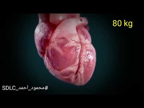 ضربات القلب – heart beats – (معلومة طبية) #محمود_احمد_SDLC