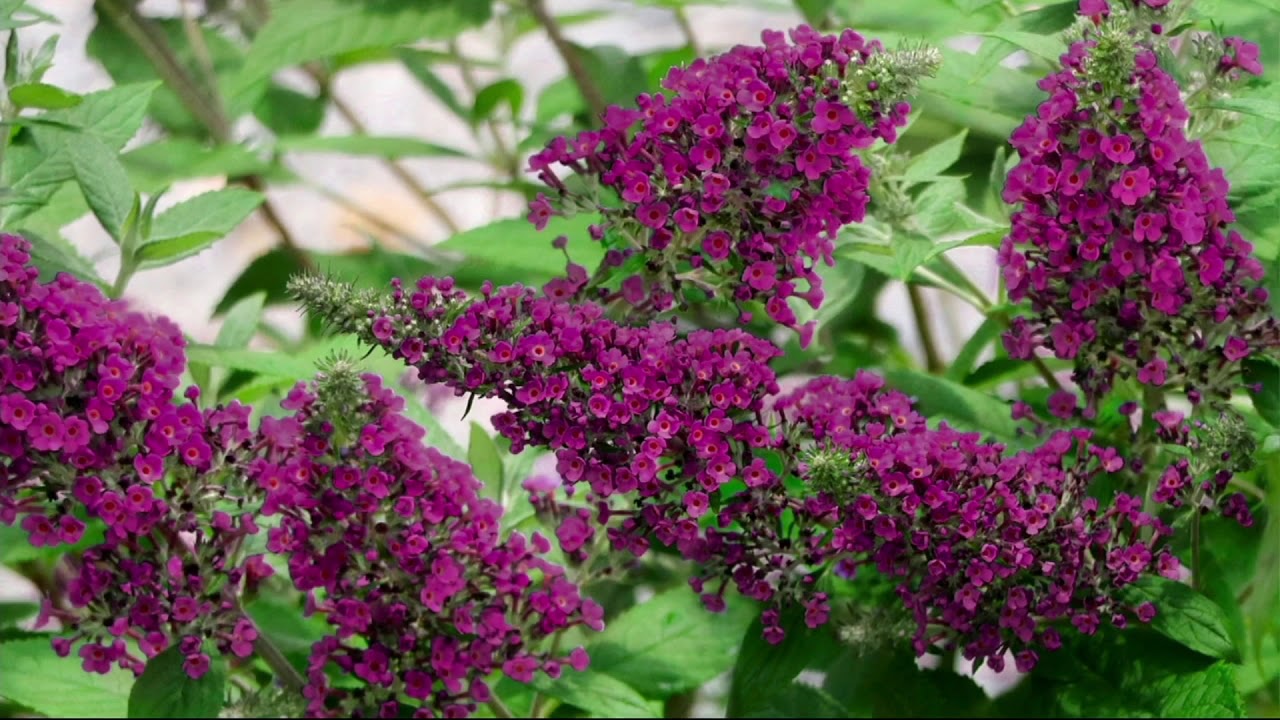 Cottage Farms Summer Sangria or Prince Charming Butterfly Bush on QVC