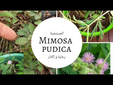 النبتة المستحية، تخجل عند لمسها، رعايتها و إكثارها Mimosa pudica