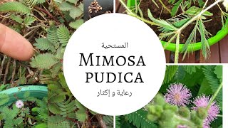 النبتة المستحية، تخجل عند لمسها، رعايتها و إكثارها Mimosa pudica