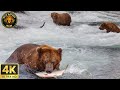 The Great Migration Salmon Battling Upstream to Spawn Wild Life Full Documentary mp3