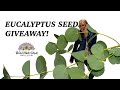 Eucalyptus Giveaway! Ranunculus Chat: Flower Hill Farm