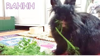 eat with me (Dinky bunny eats his Birthday supper) by Binky Bunny's Way 135 views 2 months ago 4 minutes, 28 seconds