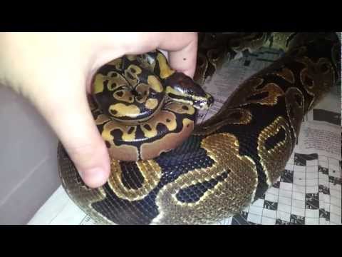 My Ball Python collection :D