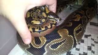 Celebrity My Ball Python collection :D Profile
