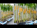 Growing Corn in Sacks at home, big fruit and easy for beginners