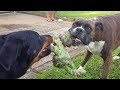Beauceron Peggy and Boxer Thor   -Battle for toy - 2019