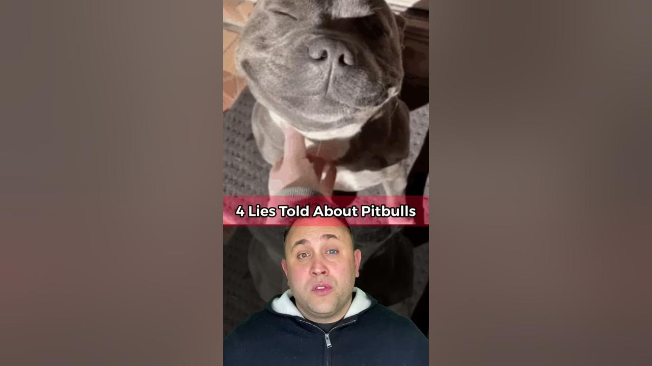 4 LIES TOLD ABOUT PITBULLS