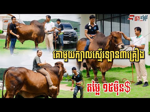 គោមួយក្បាលជាង១តោន តម្លៃជាង១៥ម៉ឺនដុល្លារ នេះជាពូជគោប្រាម៉ាន់ចិញ្ចឹមបានសាច់ច្រើន លក់ពូជដល់ក្រៅប្រទេស