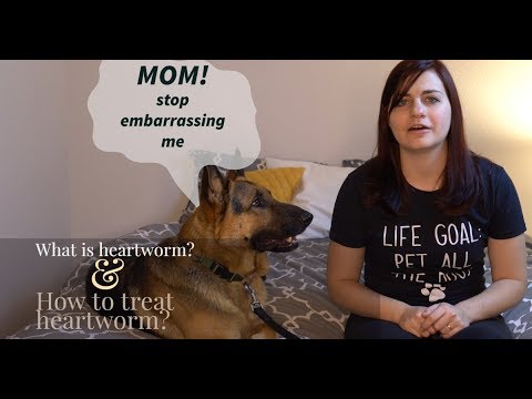 วีดีโอ: Heartworm Treatment for Dogs: สิ่งที่คุณต้องรู้