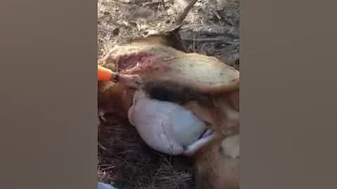 My grandpa gutting a Bull Elk 2012