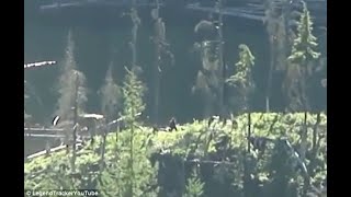 Hikers SHOCKED When They Spotted This On Their Vacation in BC!!! #shorts #bigfoot