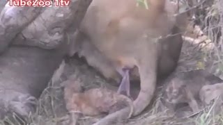 The birth of a lioness with four Cubs