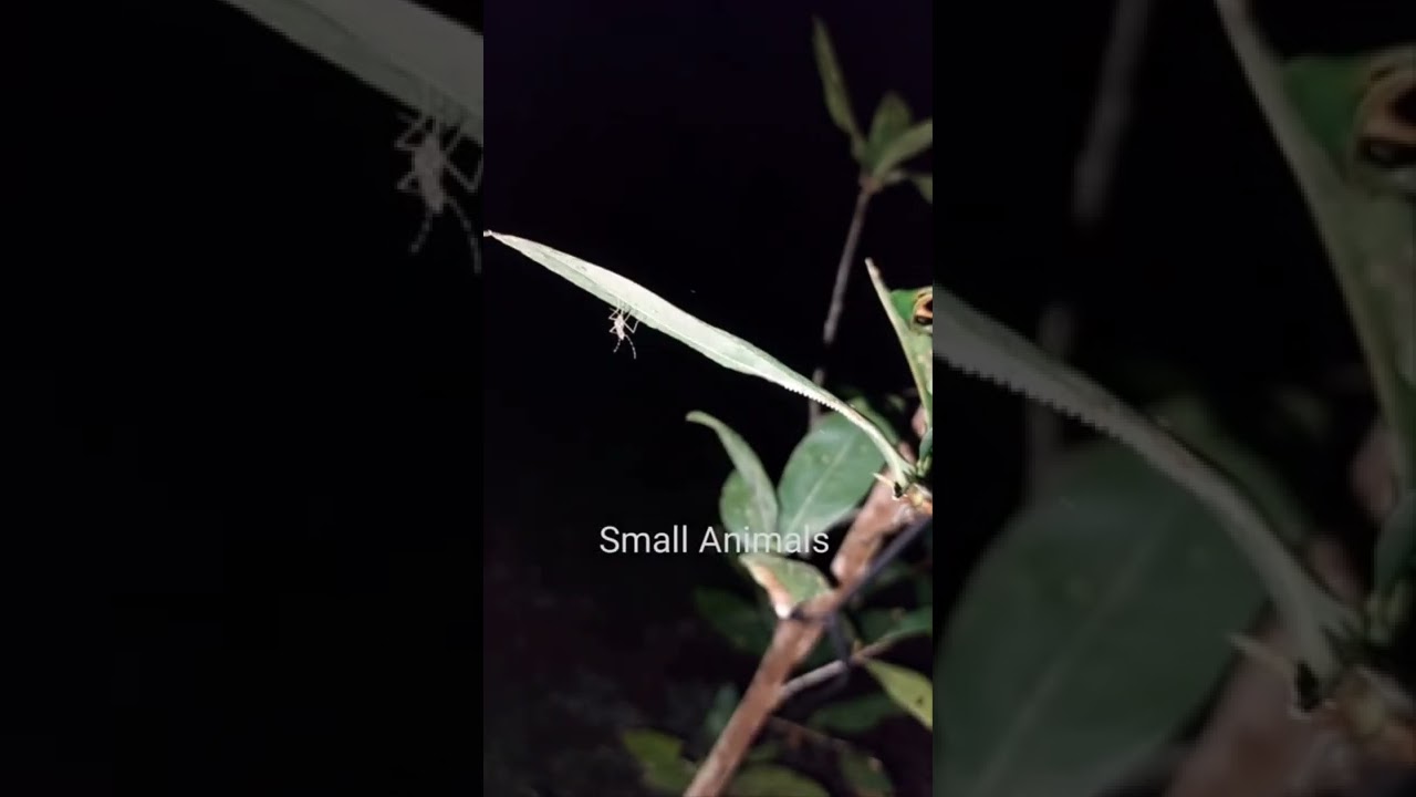 Grass mosquitoes at night  | Muỗi cỏ vào ban đêm 