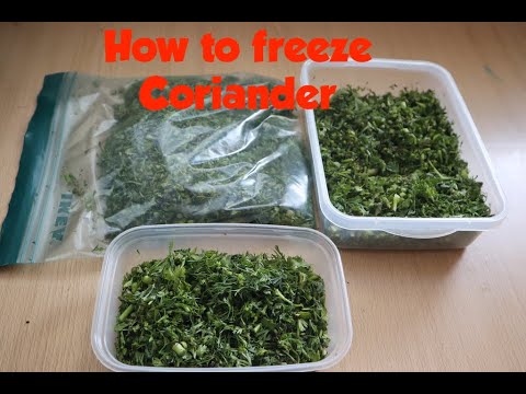 HOW TO FREEZE CORIANDER | Fresh Garden coriander | Easy tips