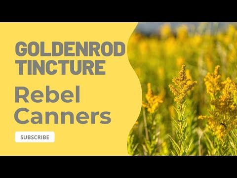 Goldenrod tincture #apothecary