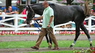 Pony Boy Johnny Cosentino Memoriam