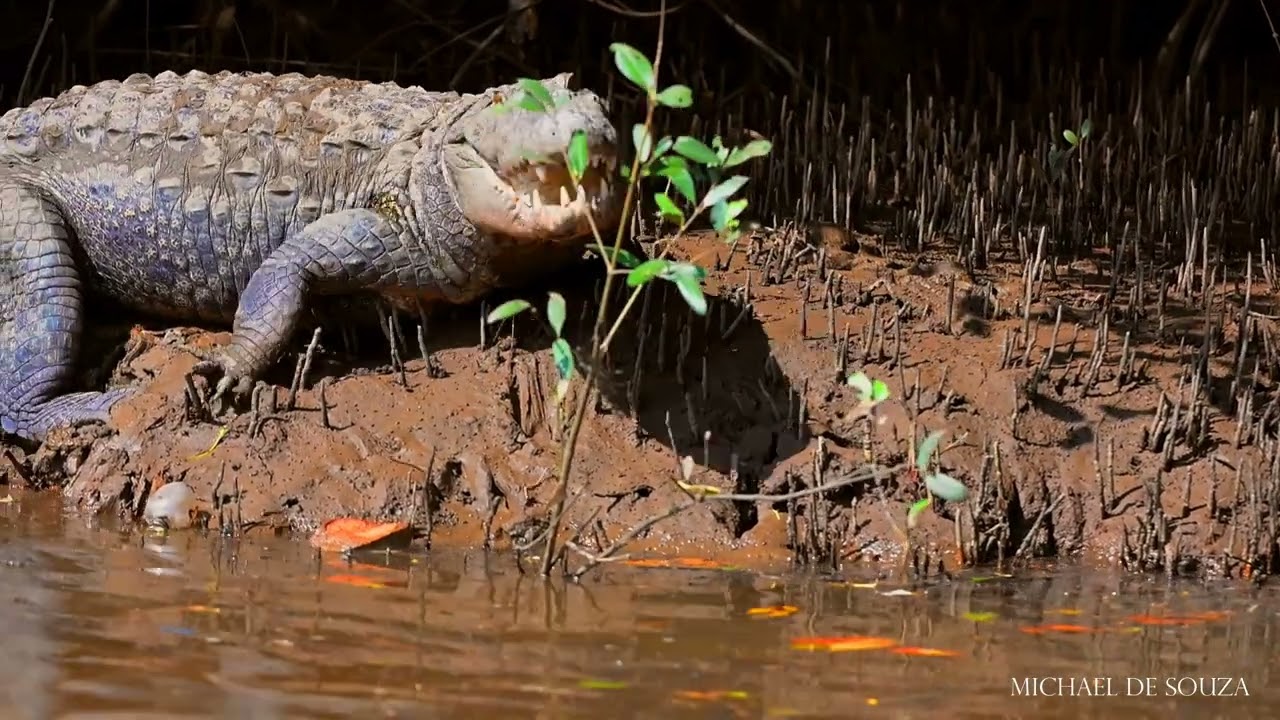 Crocs of Zuari river
