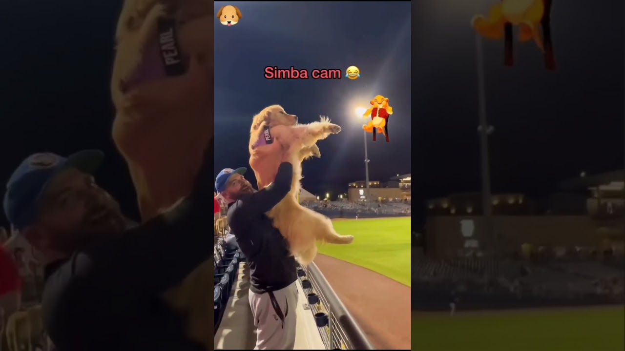 Simba Cam 🦮🫠 Golden Retriever 💛 