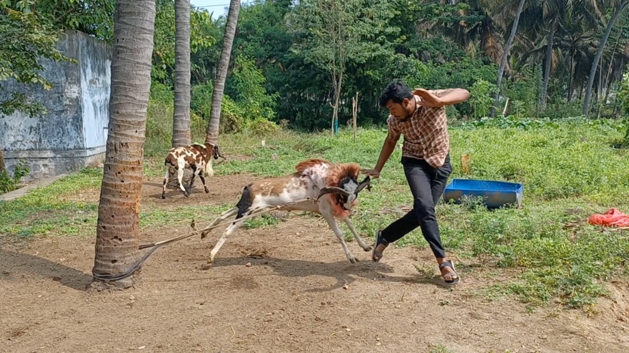 முரட்டுத்தனமான  முட்டு கிடாய்  வளர்ப்பு முறை