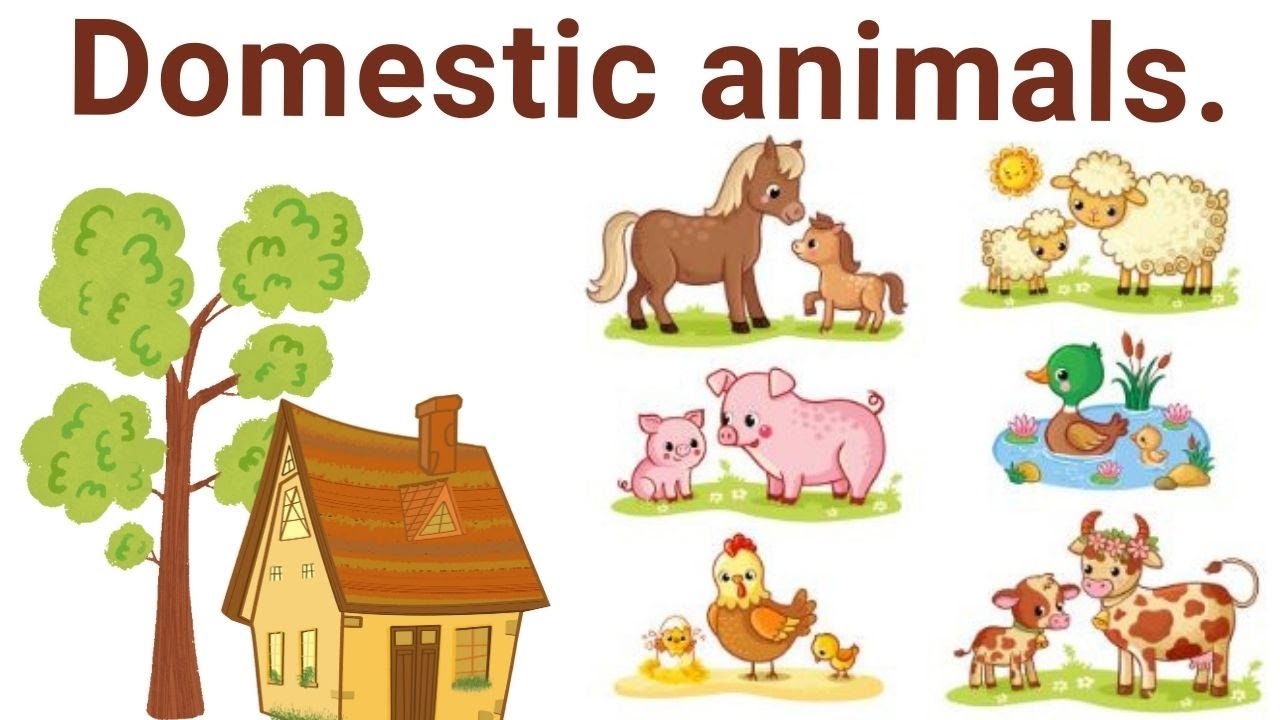 Domestic animals name@SDDTV478