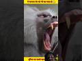 शेर से भी खतरनाक, ये है दुनिया का अनोखा जानवर#shortvideo#animals #facts