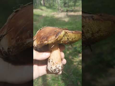 ГРИБ ПОЛЬСКИЙ БЕЛЫЙ #сергейтелков