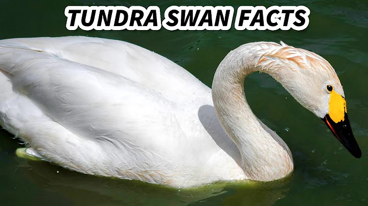 Tundra Swan Facts: the WHISTLING Swan  Animal Fact...