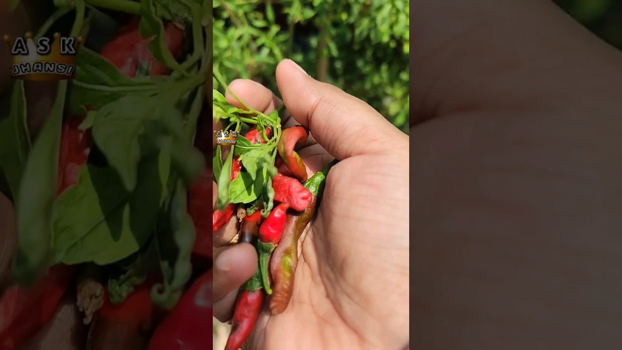 Chilli Harvest AJ_Terrace_Garden askjhansi YouTube