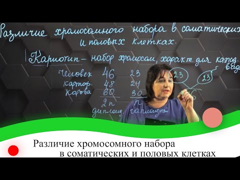 Различие хромосомного набора в соматических и половых клетках. 7 класс.