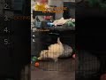 Ranking the FUNNIEST Pet Moments Ever 😂🐱🐶