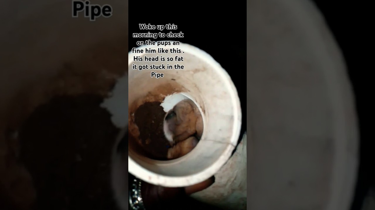 Puppy Got His Head Stuck In Pipe 😥 Had to Help 