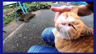 野良猫が集まっていたので近くにいってみると茶トラ猫が寄ってきて膝の上に乗ってきた
