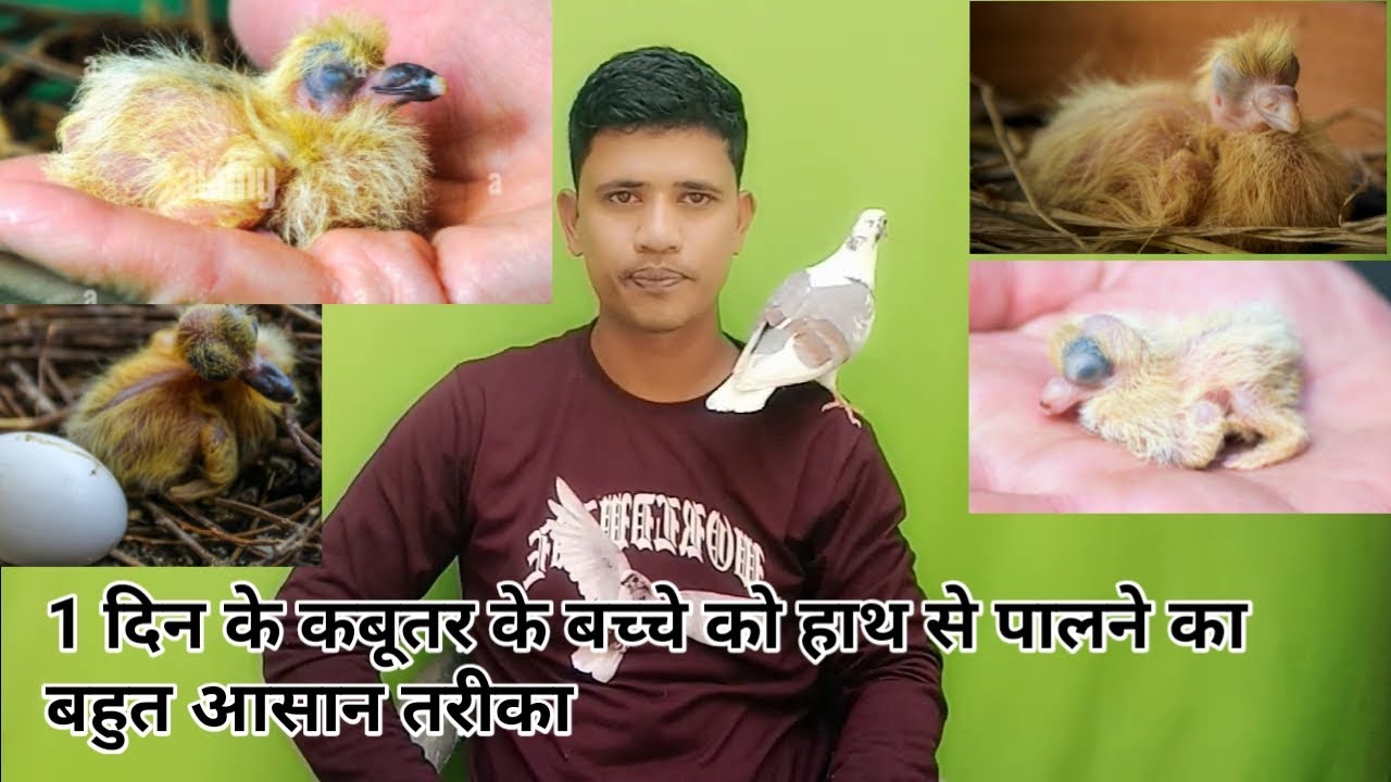 1 दिन के कबूतर के बच्चे को खाने में क्या दें // food for baby pigeons 