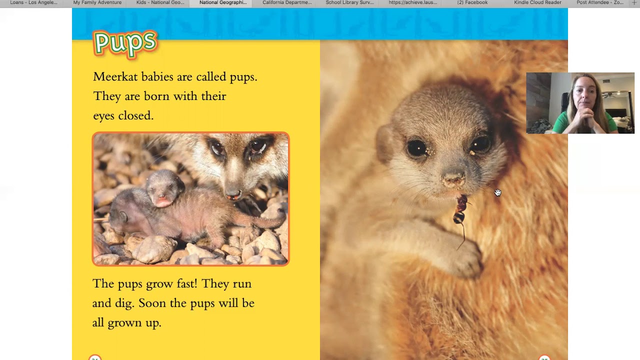 Meercats by Laura Marsh