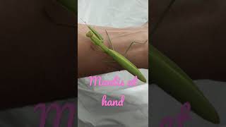 Mantis At Hand