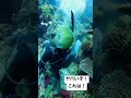 【スゲェ】めっちゃ狭い穴からヤバイのを獲ってきた#okinawa #spearfishing #shorts