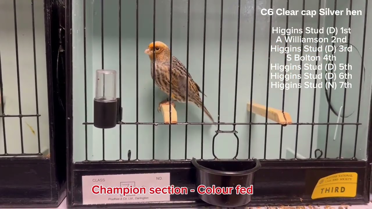 EALCA Lizard Canary show 2025