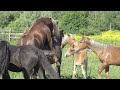 Jealous Mare Chases Stallion Away from Other Mares | 🐎 Horse Behavior